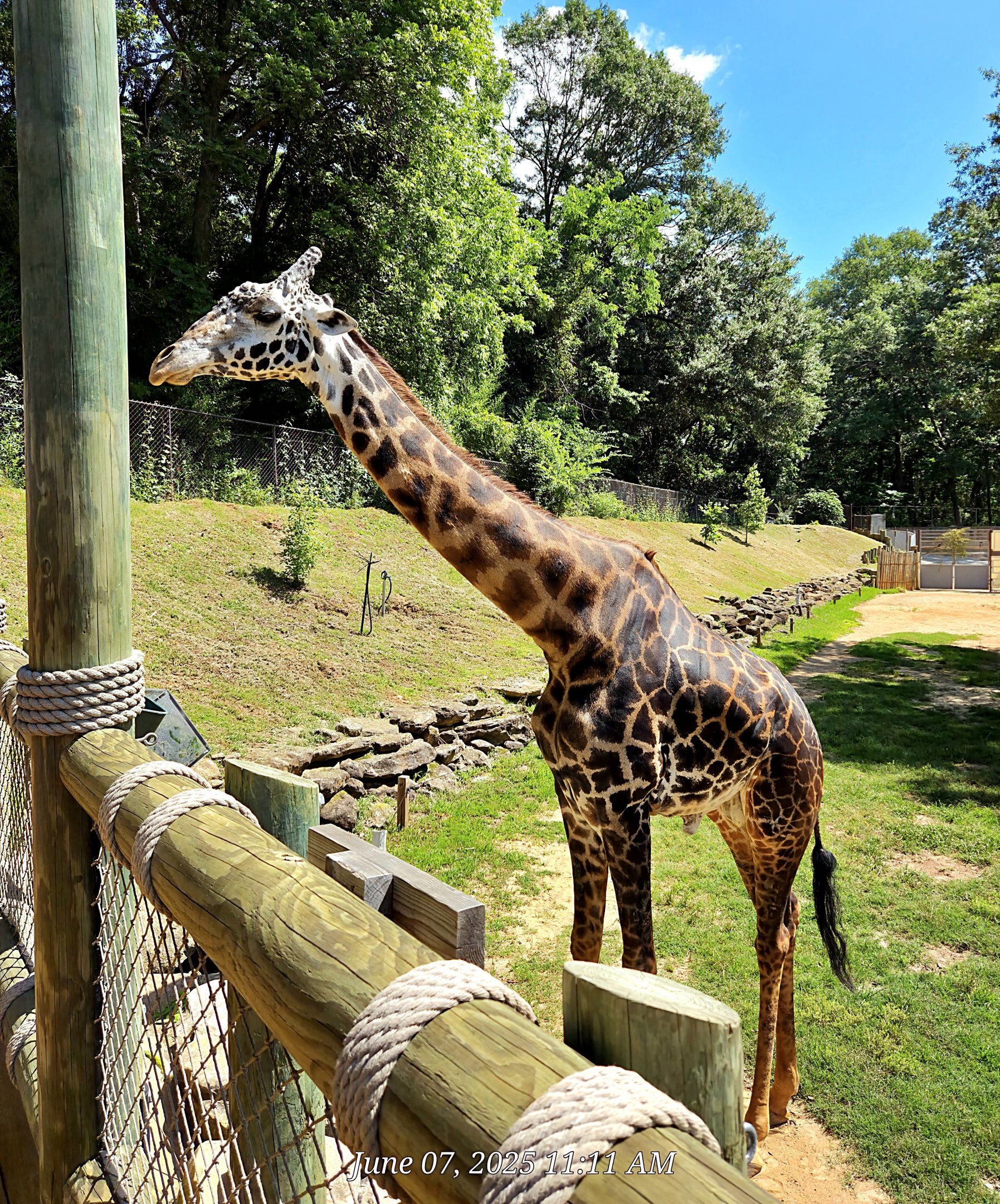 Masai Giraffe  - Greenville Zoo