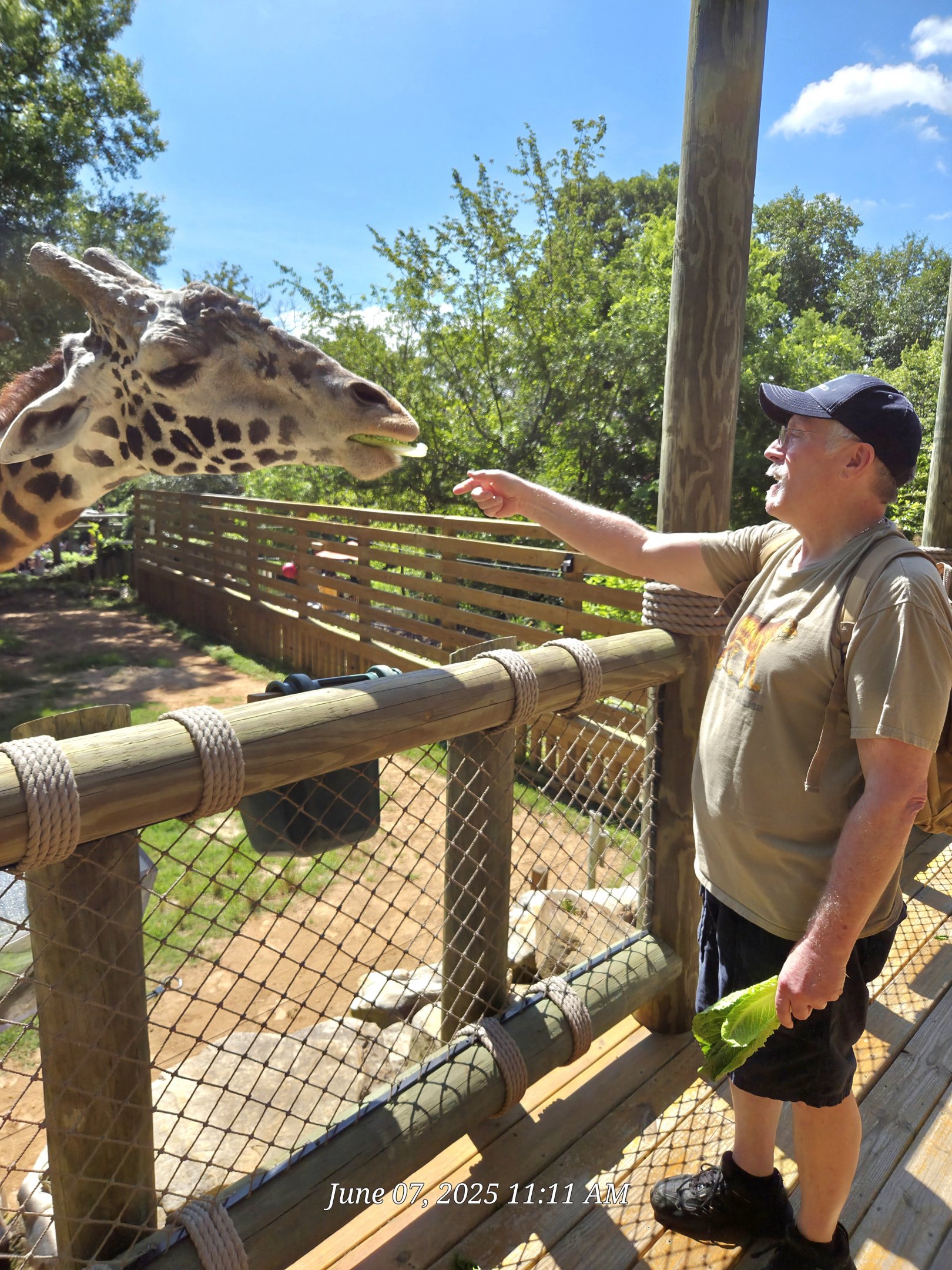 Masai Giraffe-Greenville Zoo