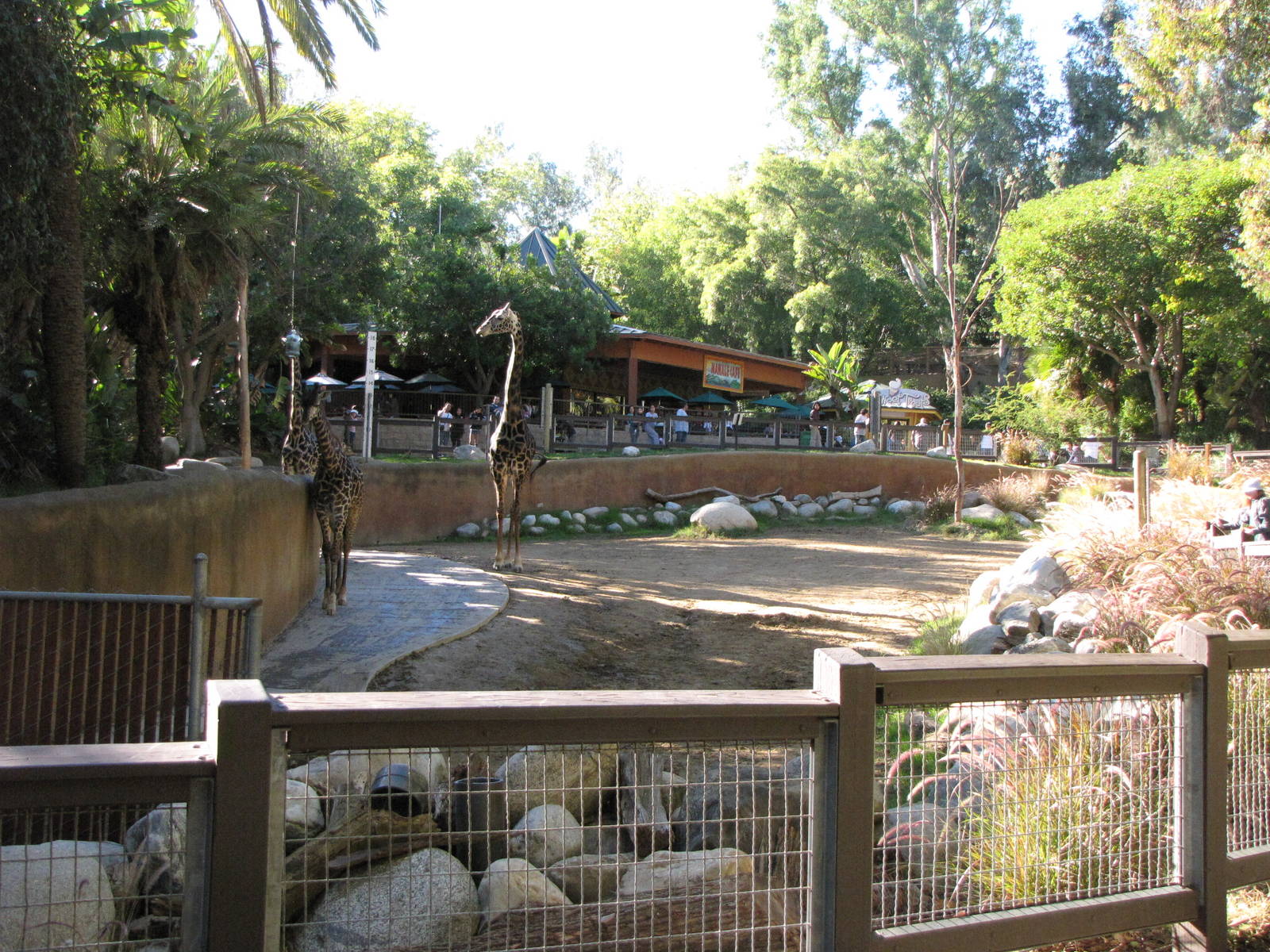 Masai Giraffe Habitat