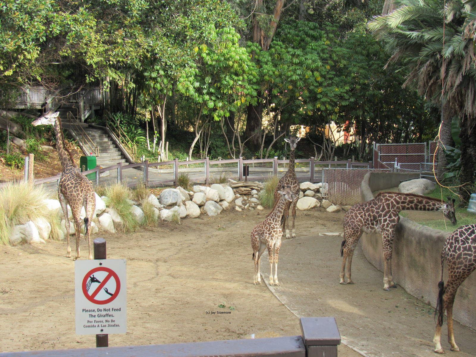 Masai Giraffe Habitat