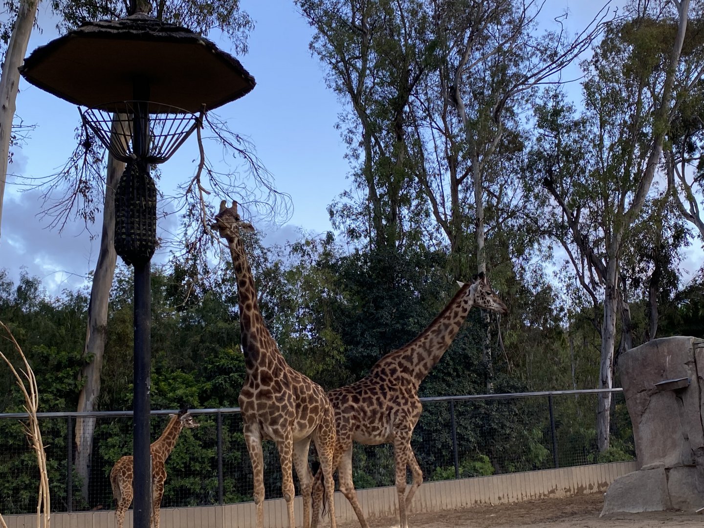 Masai Giraffe Herd including 4-month old calf Mawe (Giraffa tippelskirchi)