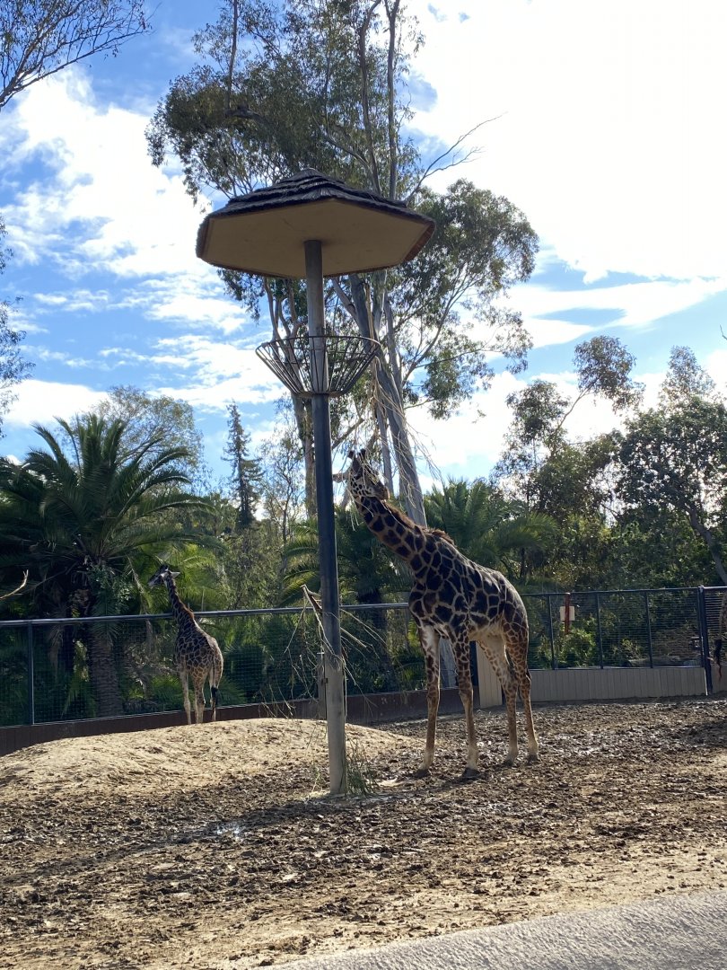 Masai Giraffe Herd - Urban Jungle