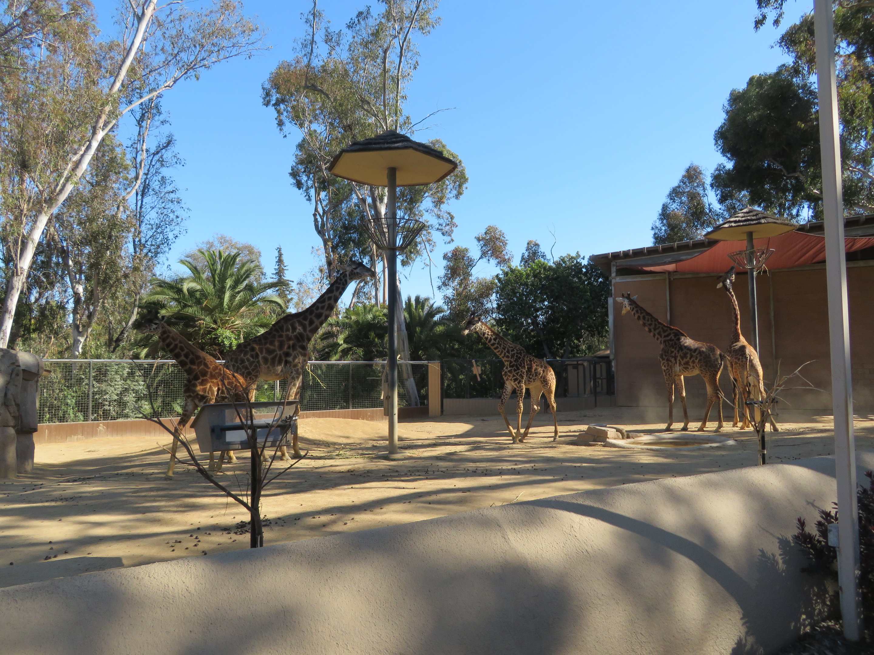 Masai Giraffe Herd