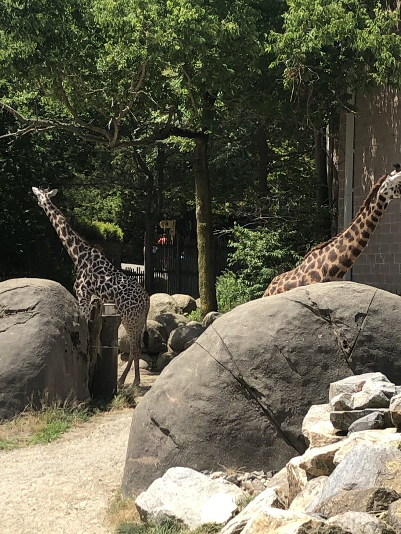 Masai Giraffe - July, 2020