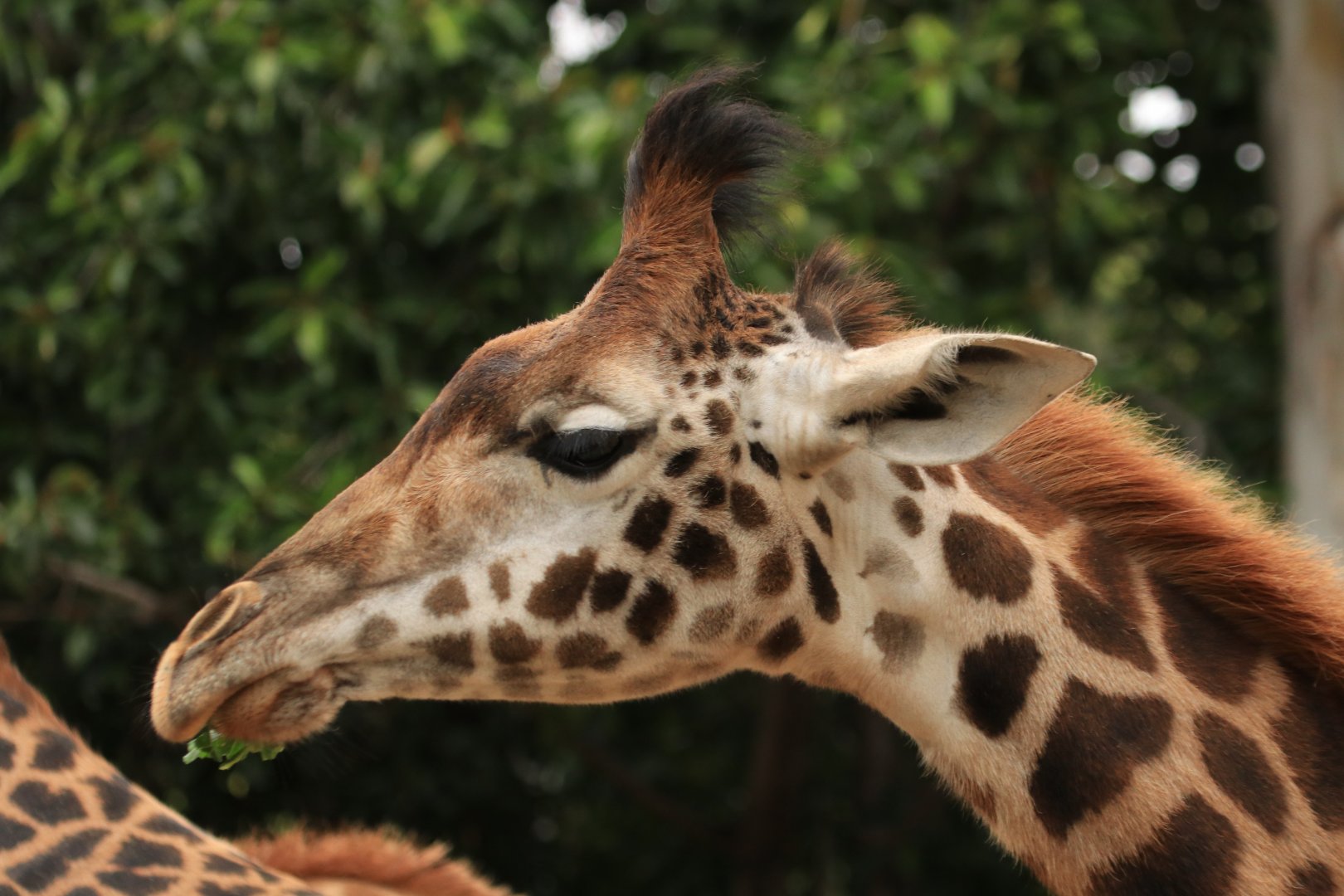 Masai giraffe (June 2019)