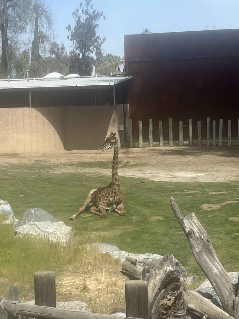 Masai giraffe laying down