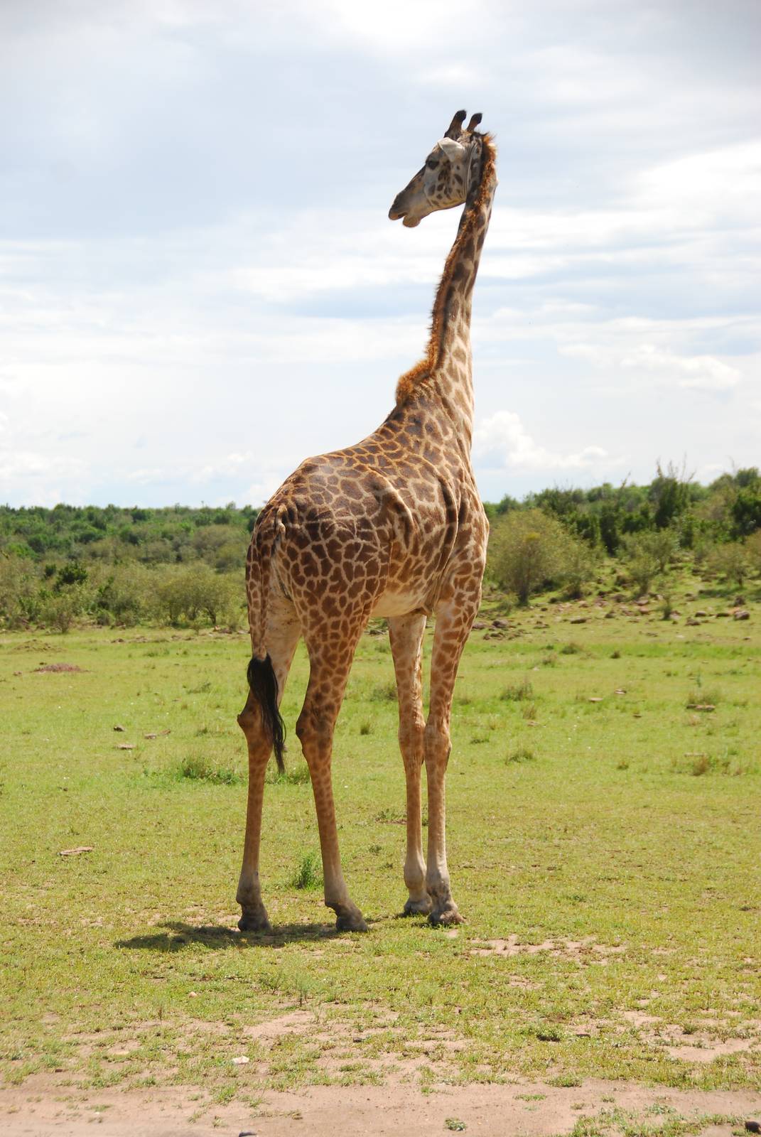 Masai Giraffe - Masai Mara NR