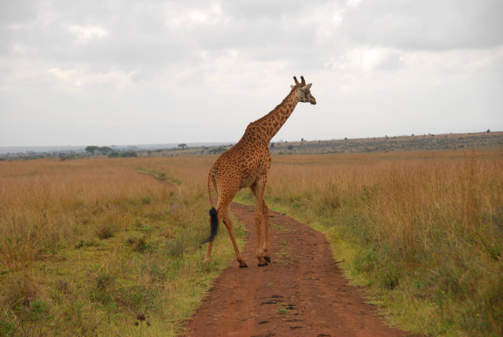 Masai Giraffe - Nairobi National Park