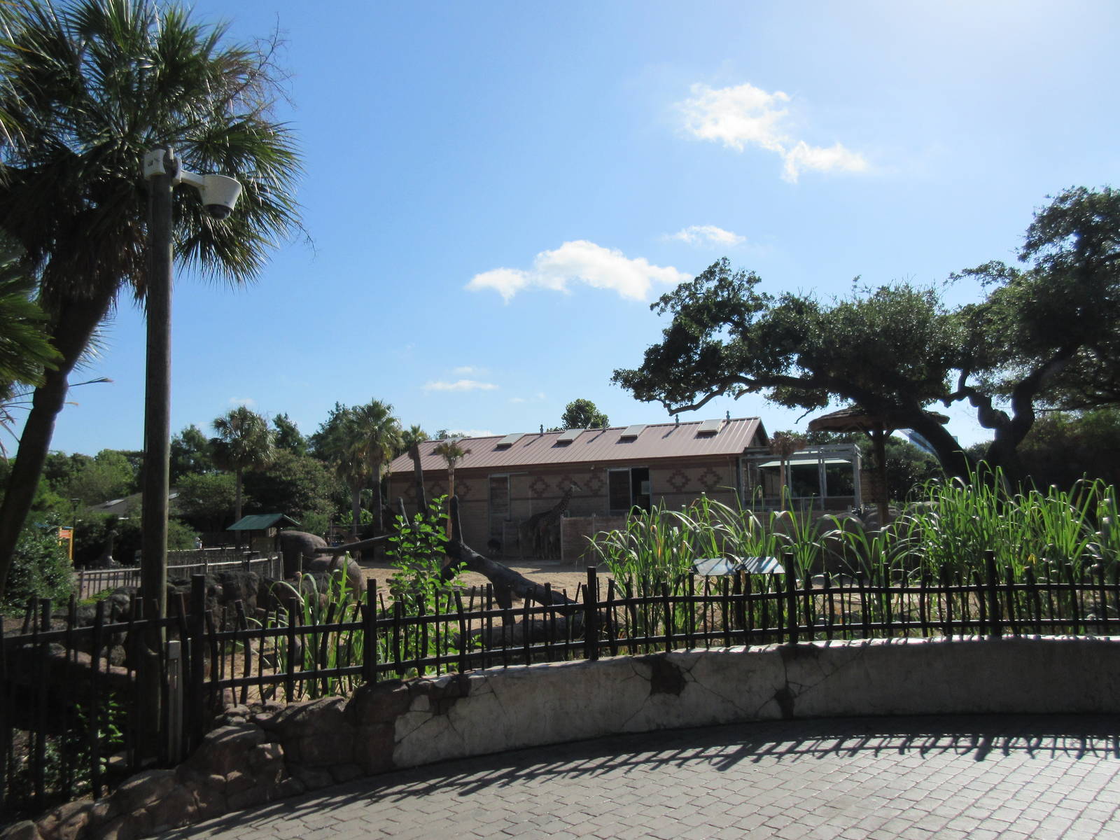 Masai Giraffe/Ostrich/Grant's Zebra Exhibit (as seen from cafe patio)