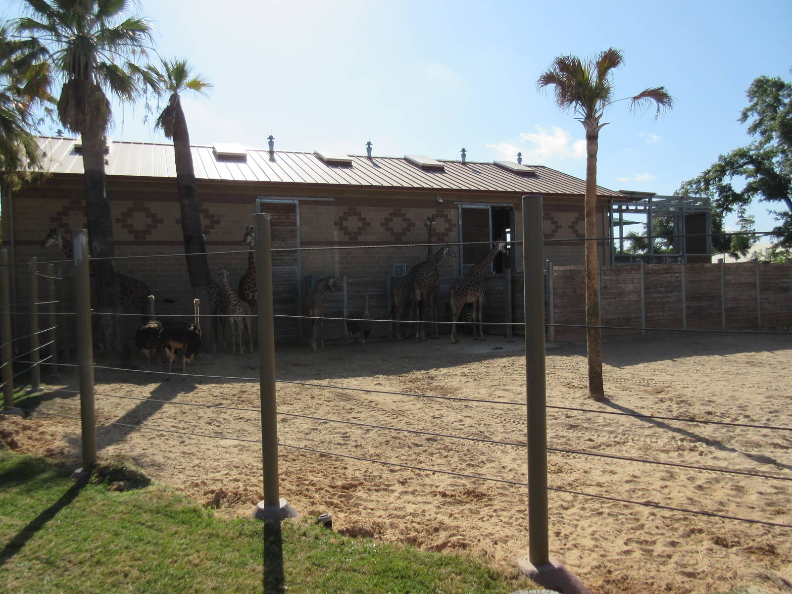 Masai Giraffe/Ostrich/Grant's Zebra Exhibit