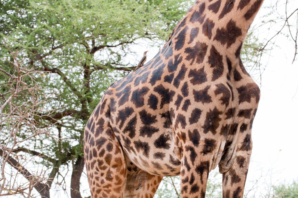 Masai Giraffe pattern