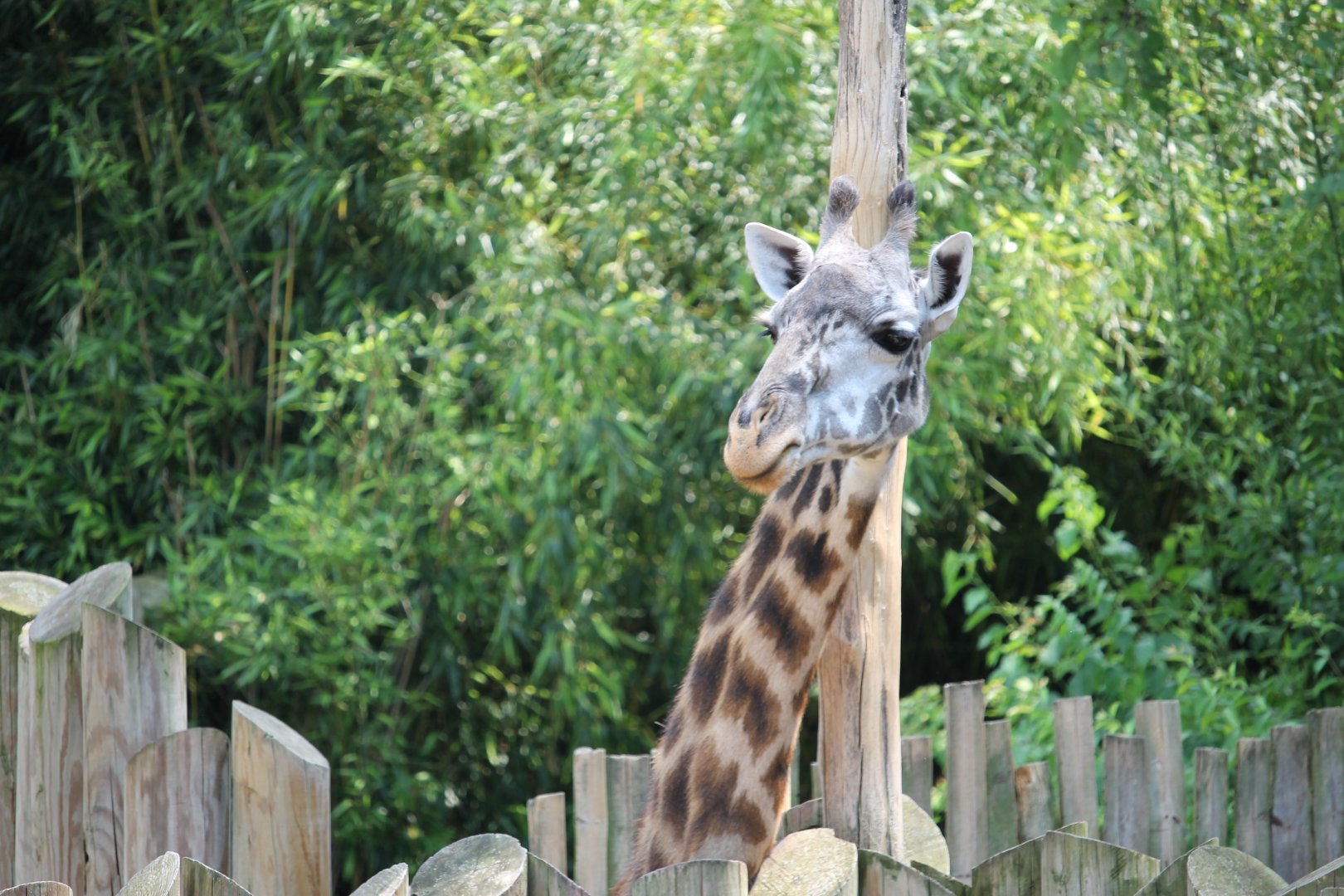 Masai Giraffe peeking over the fence