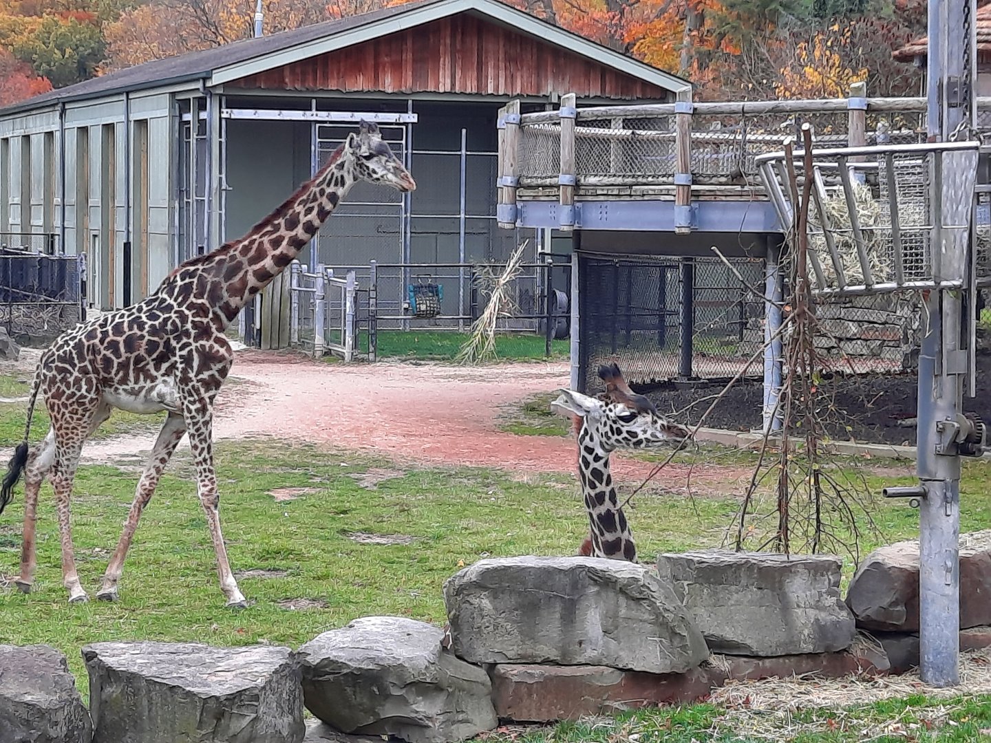 Masai Giraffe - Pippi