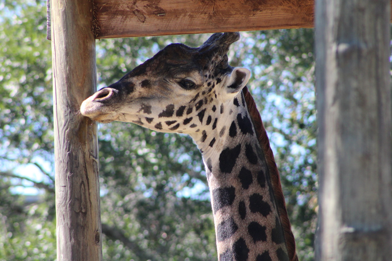Masai Giraffe Portrait (Giraffa tippelskirchi)