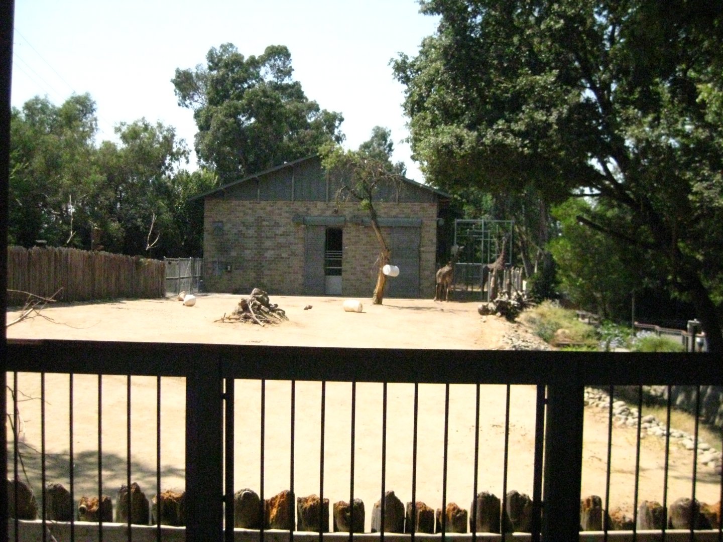 Masai Giraffe/Reticulated Giraffe Exhibit