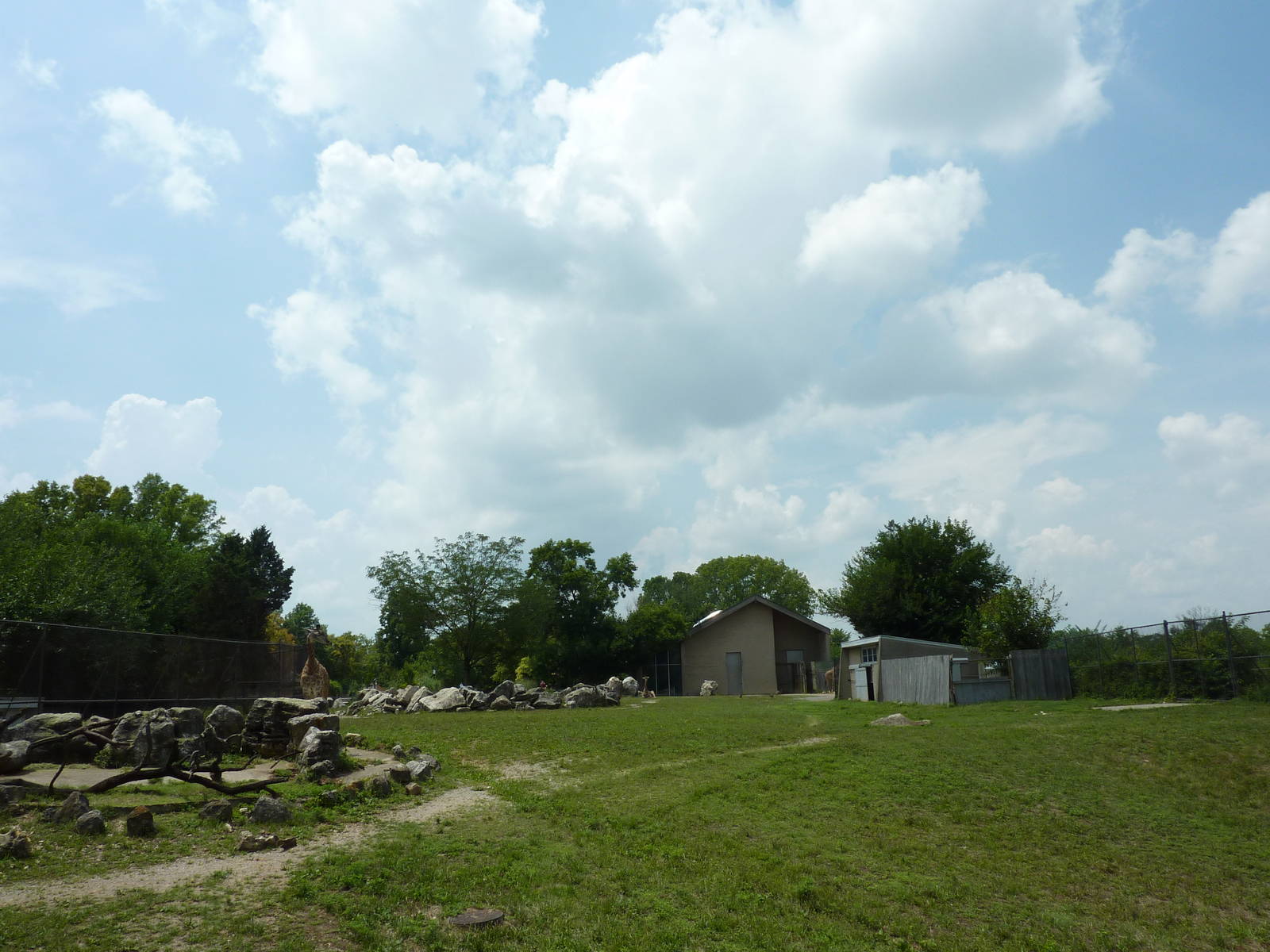 Masai Giraffe/Ruppell's Griffon Vulture/White Stork/African Crowned CraneEg