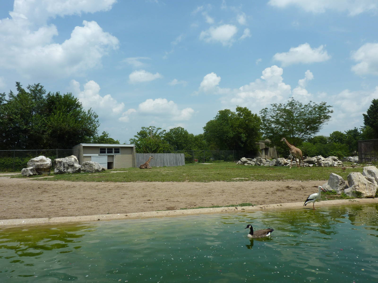 Masai Giraffe/Ruppell's Griffon Vulture/White Stork/African Crowned CraneEg