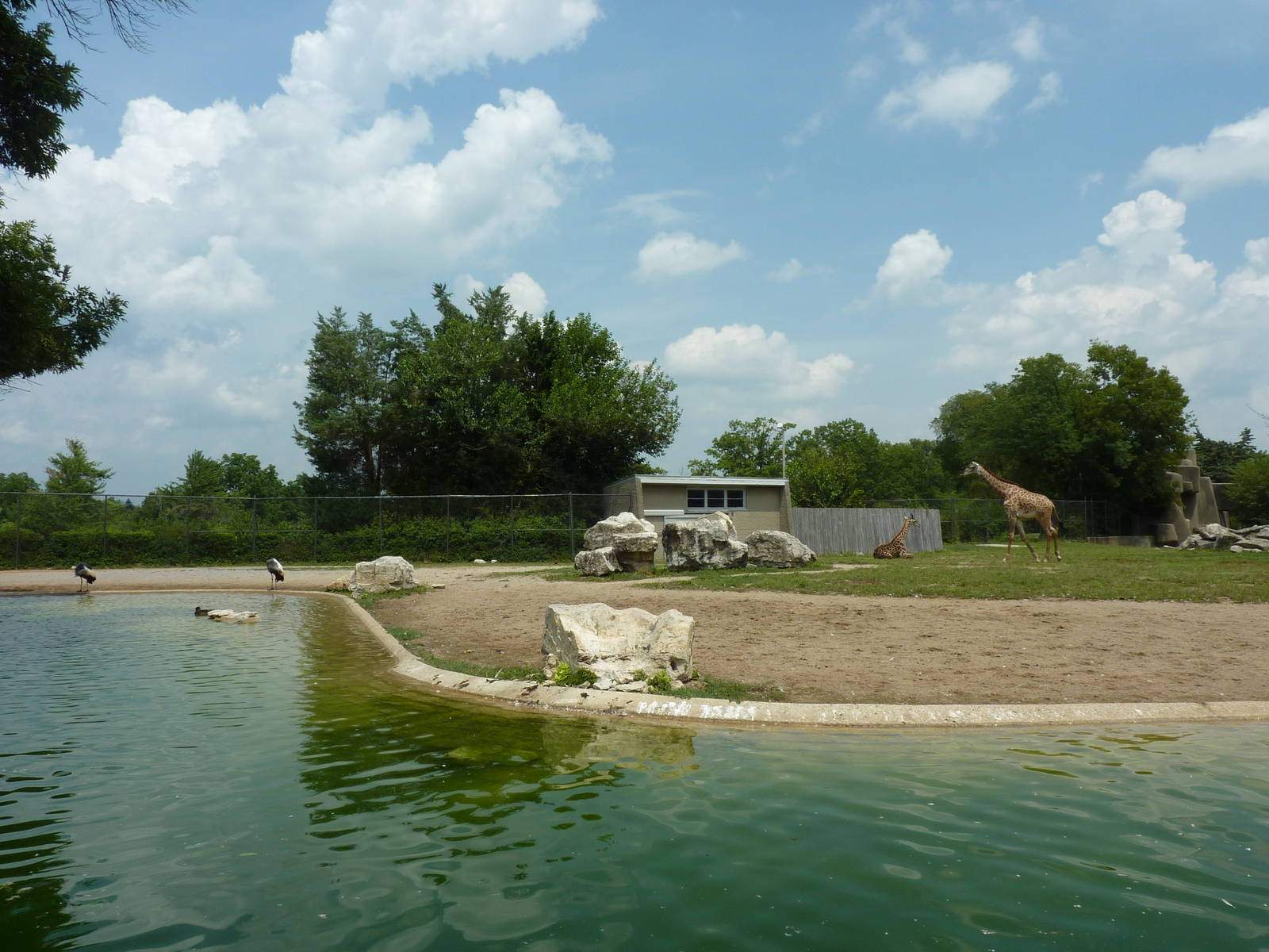 Masai Giraffe/Ruppell's Griffon Vulture/White Stork/African Crowned CraneEg