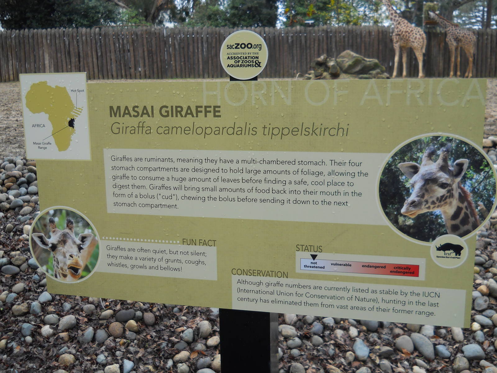 Masai giraffe sign