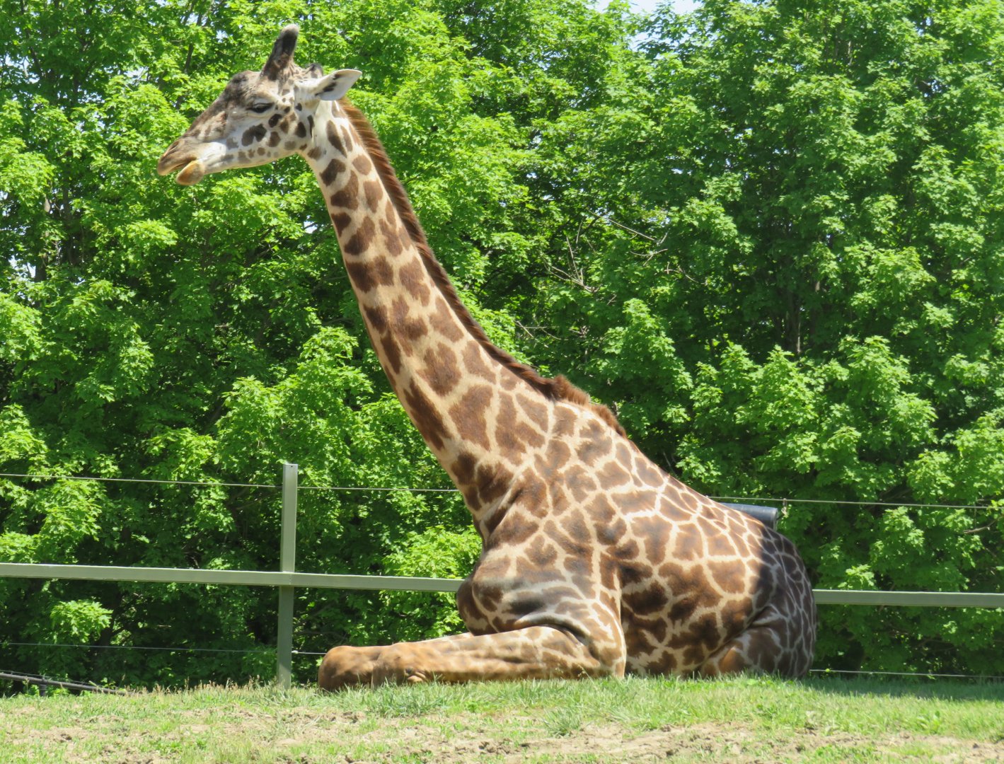 Masai giraffe sitting