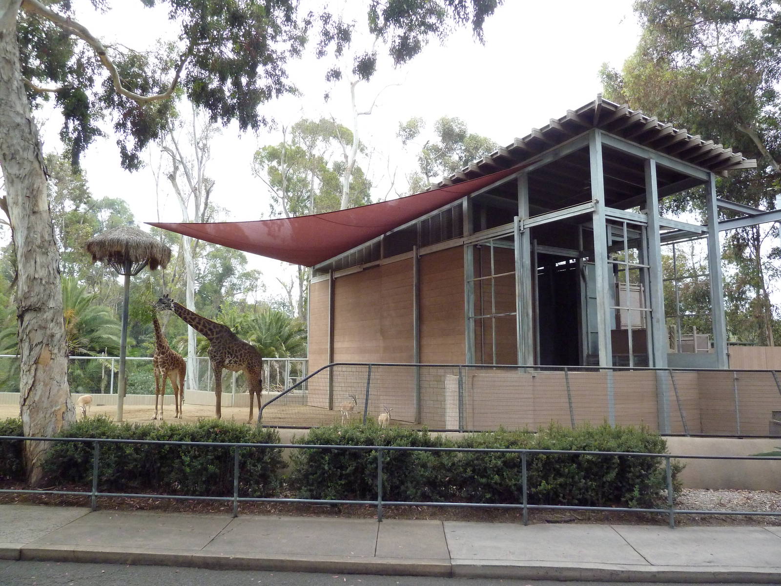 Masai Giraffe/Soemmerring's Gazelle Barn