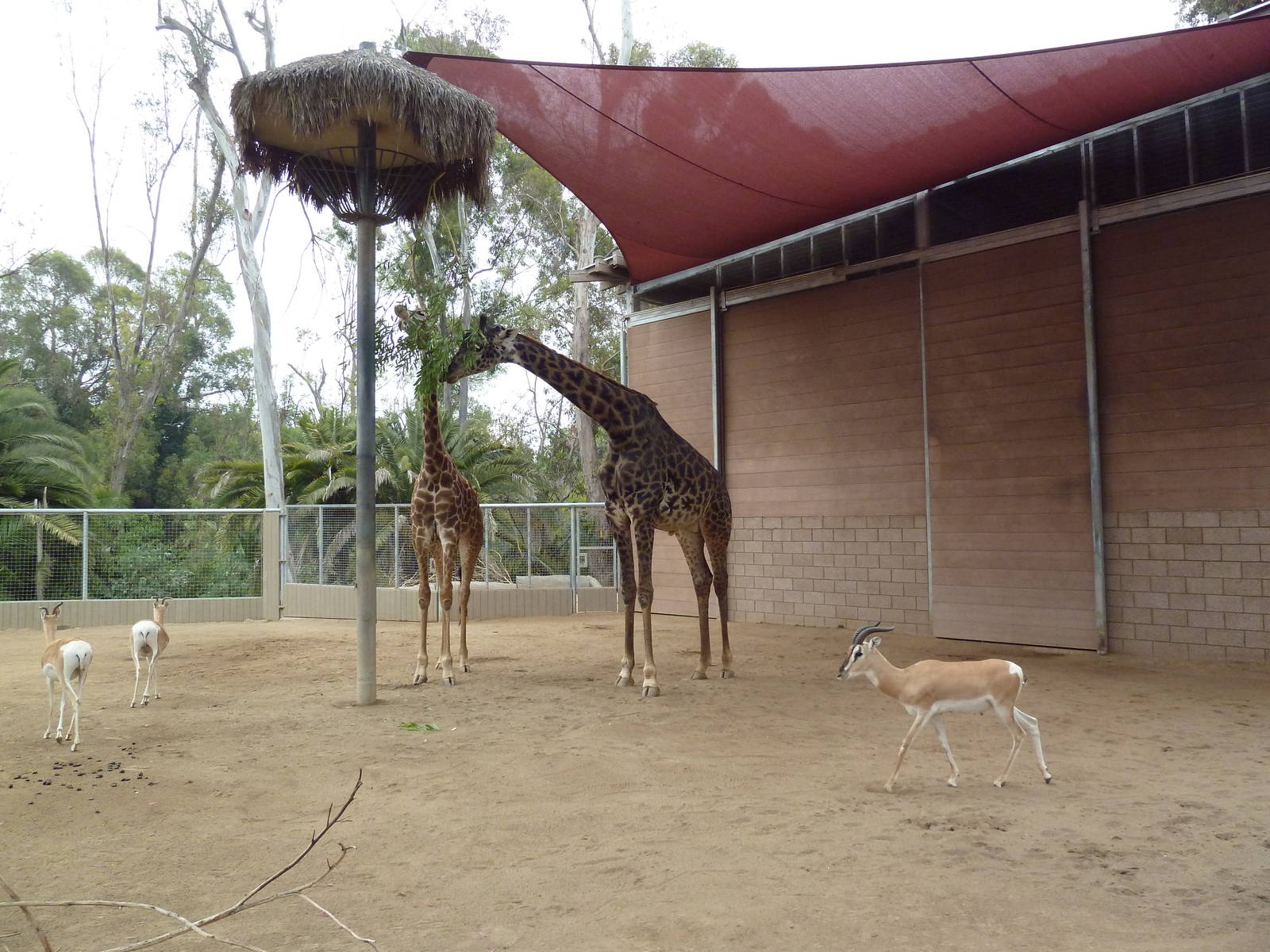Masai Giraffe/Soemmerring's Gazelle Barn
