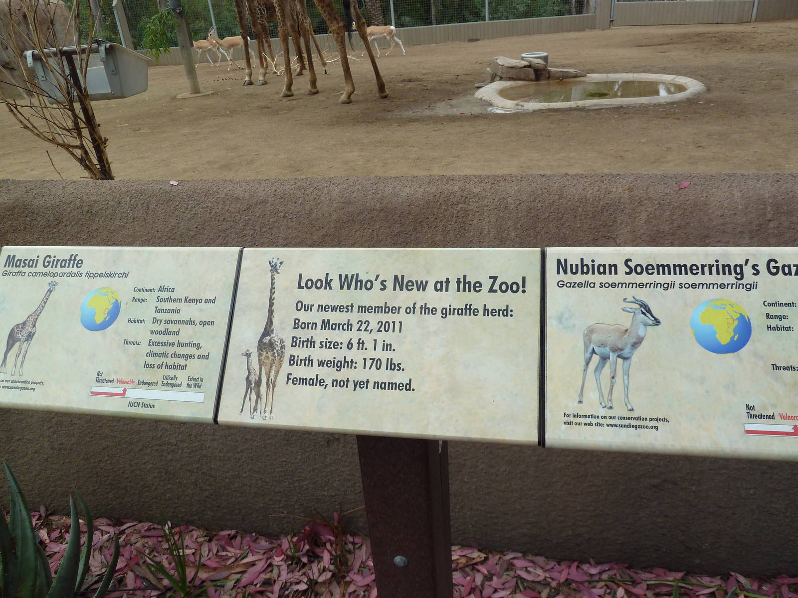 Masai Giraffe/Soemmerring's Gazelle Exhibit Sign