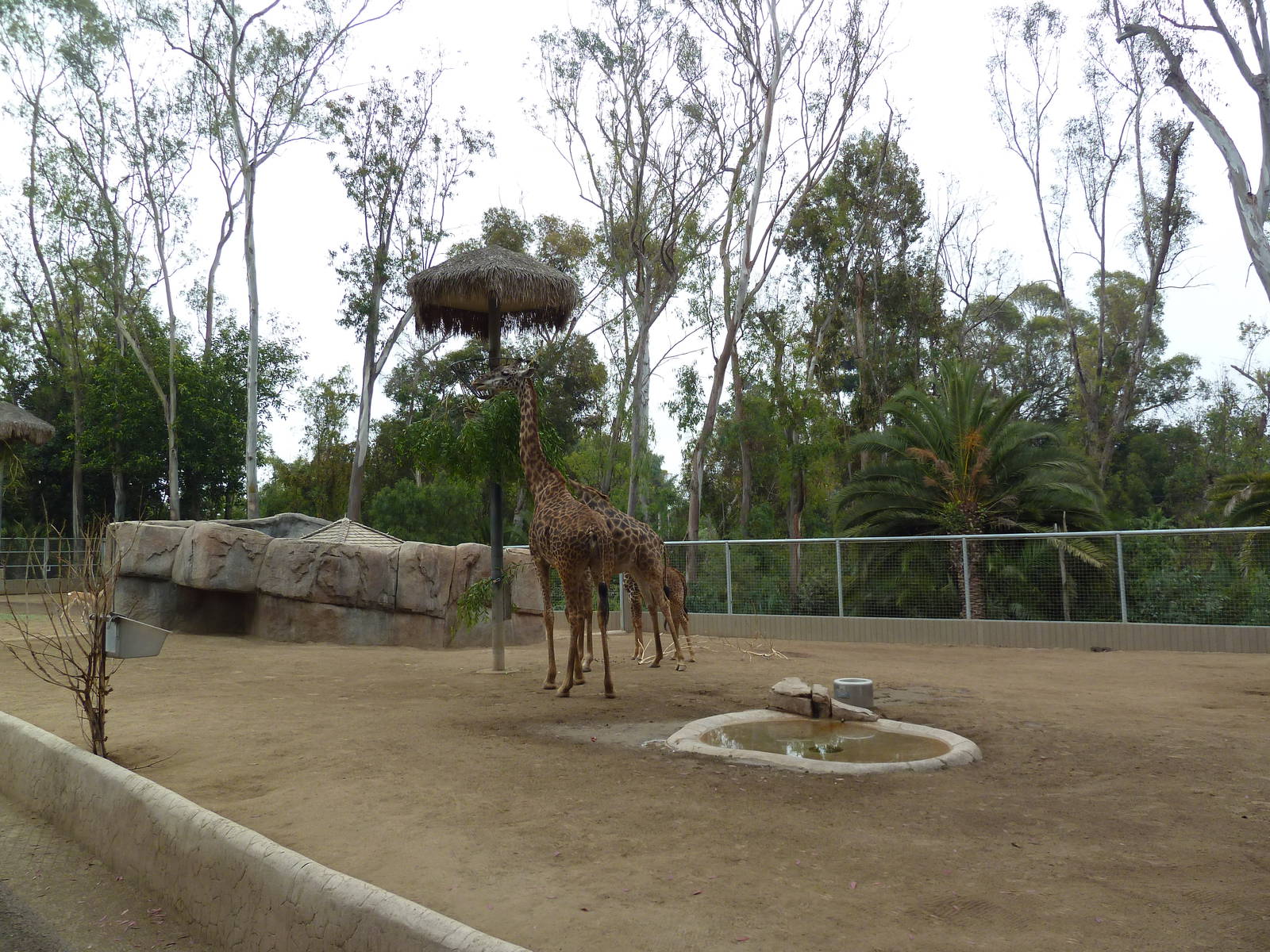 Masai Giraffe/Soemmerring's Gazelle Exhibit