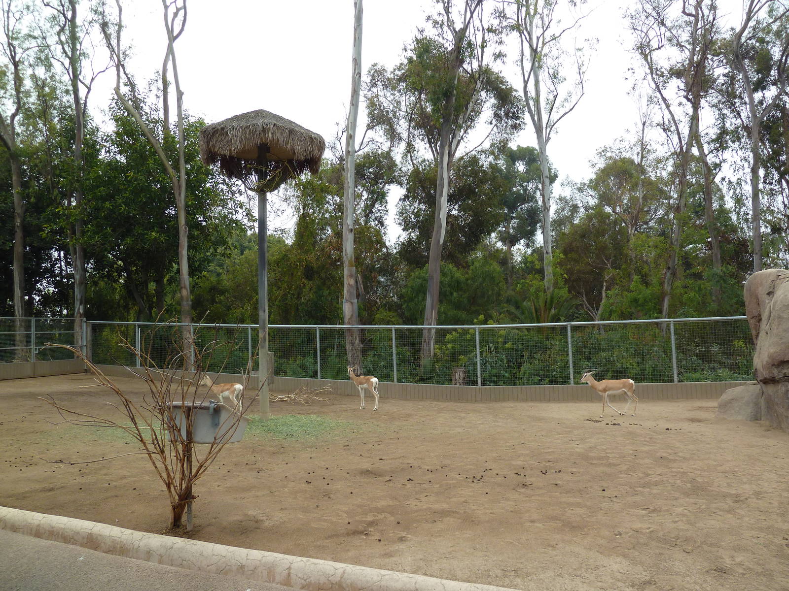 Masai Giraffe/Soemmerring's Gazelle Exhibit