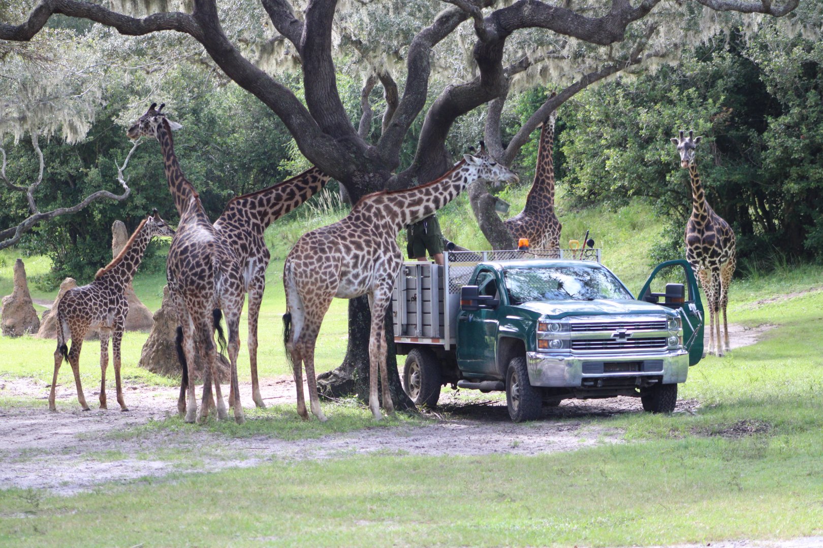 Masai Giraffe Tower (Giraffa tippelskirchi)