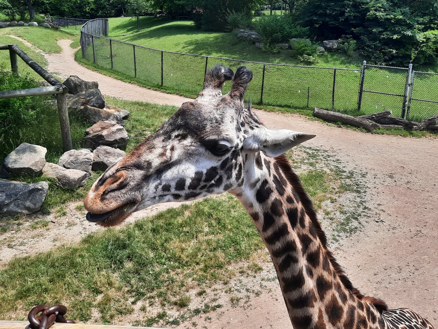 Masai Giraffe Up Close