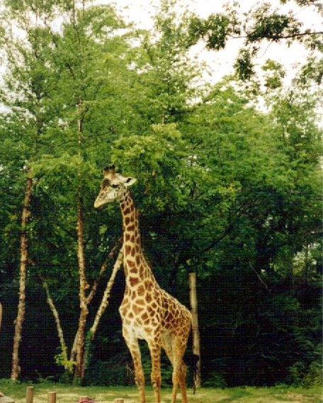 Masai Giraffe - Vanishing Giants - July 2001