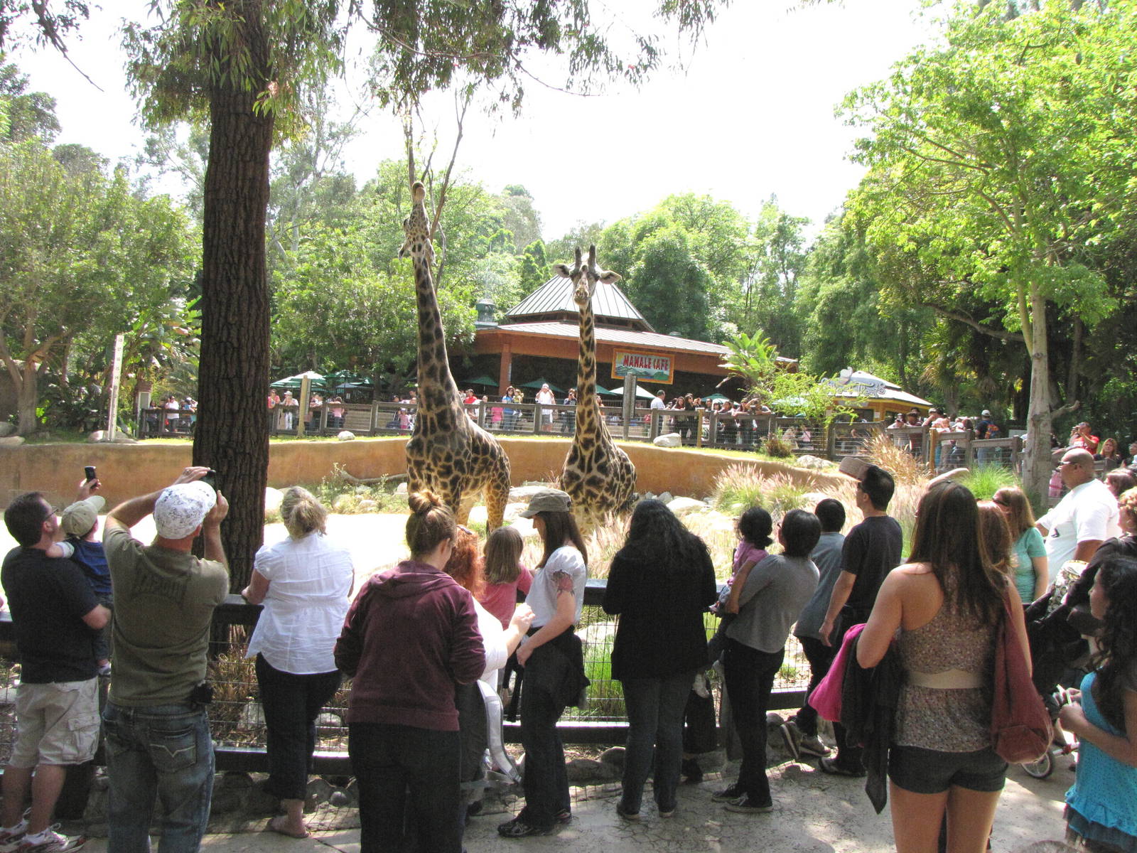 Masai Giraffe Viewing Crowd