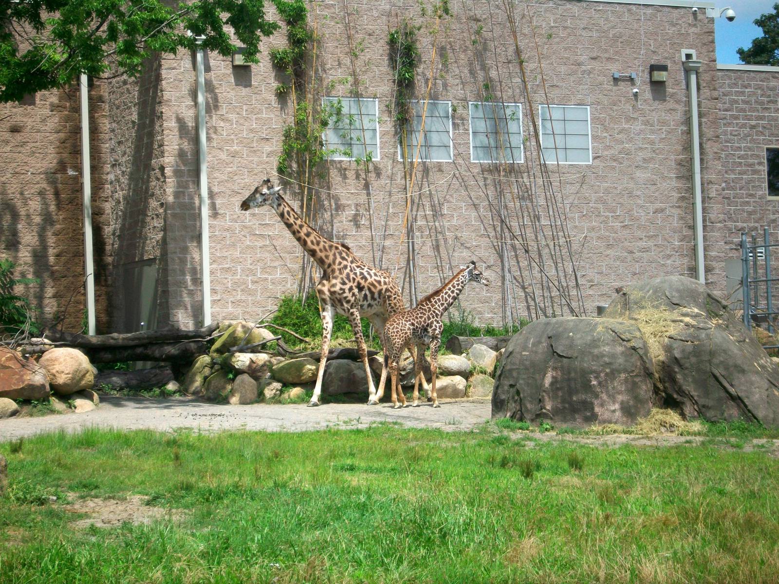 Masai Giraffe with Calf - 2009