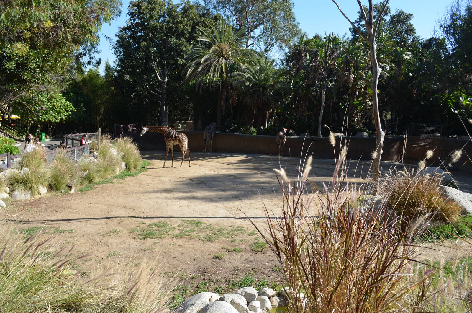 Masai Giraffe Yard