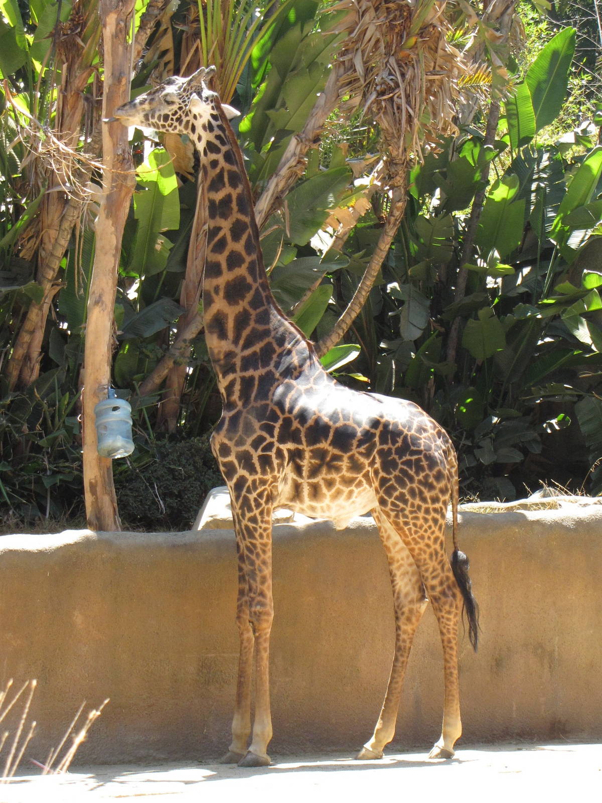Masai Giraffe