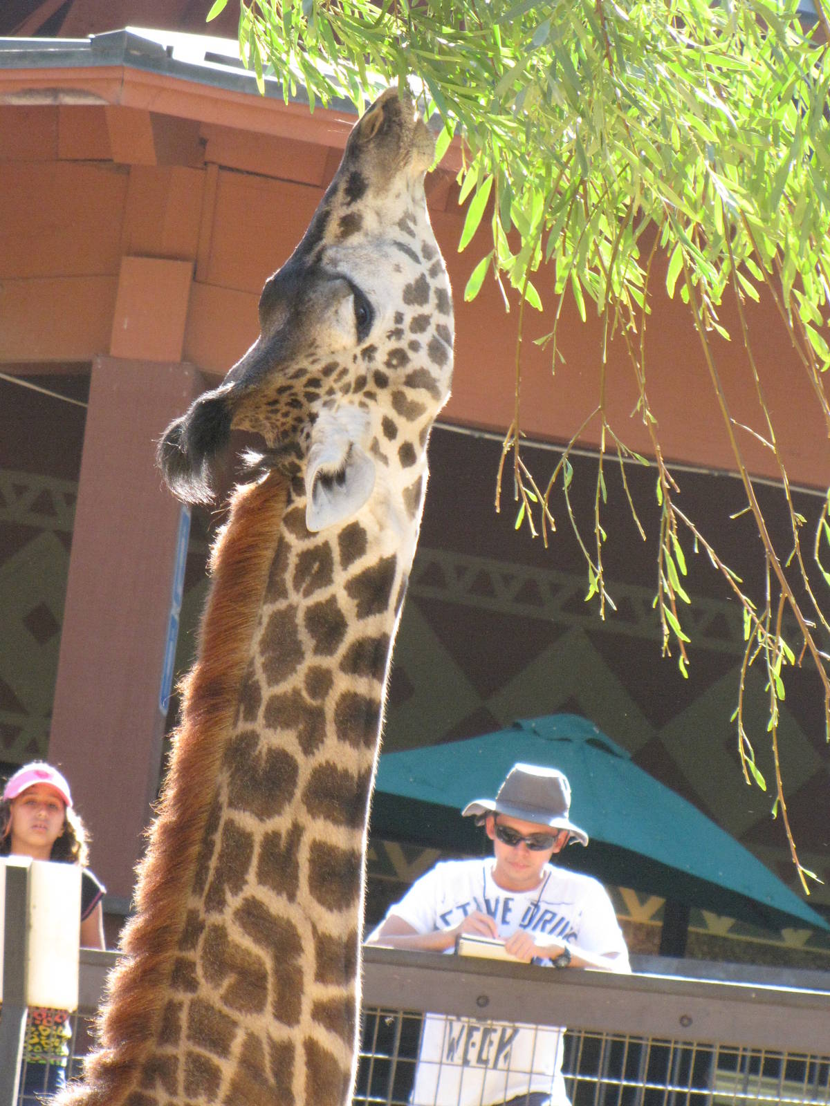 Masai Giraffe