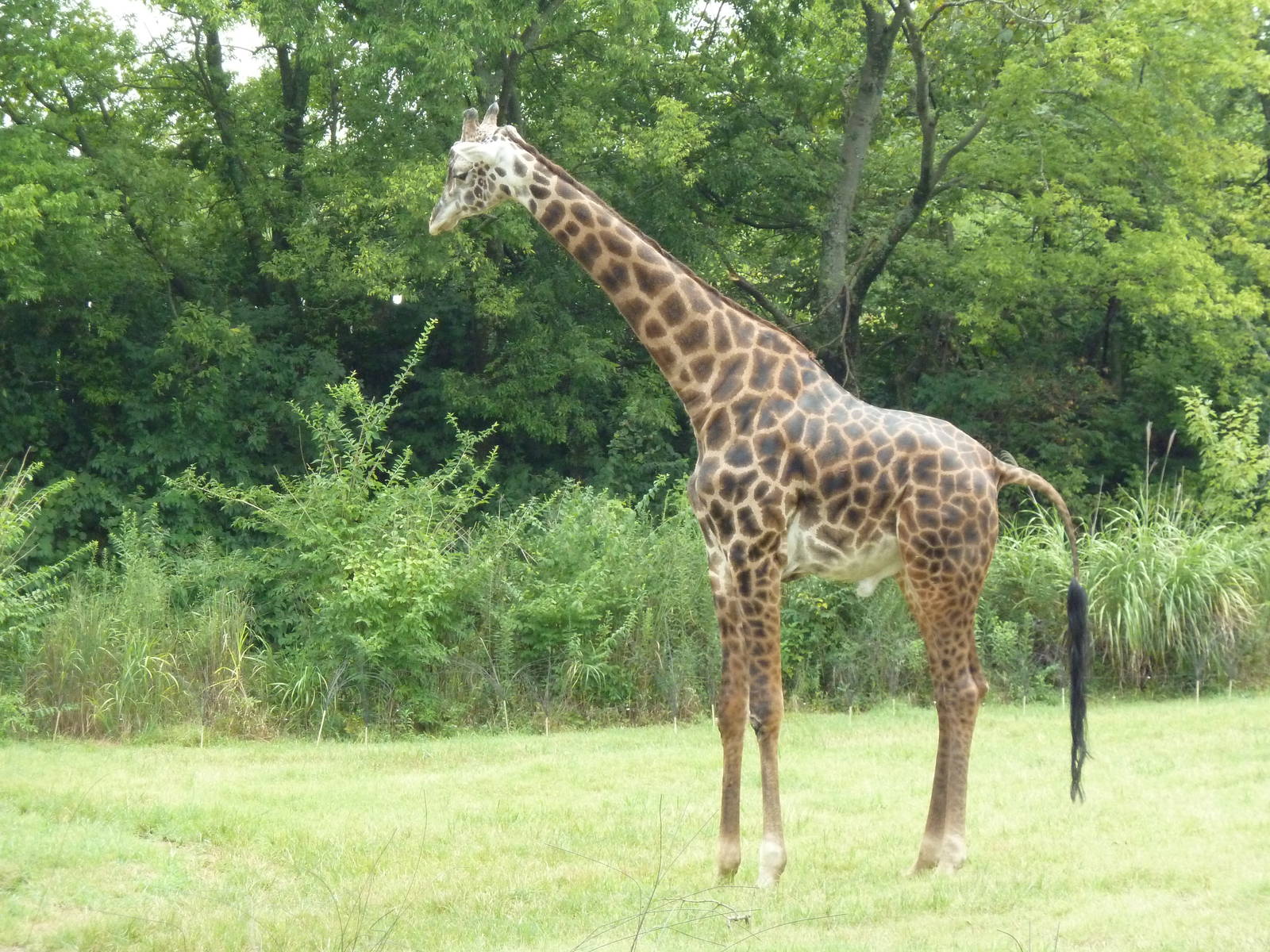 Masai Giraffe