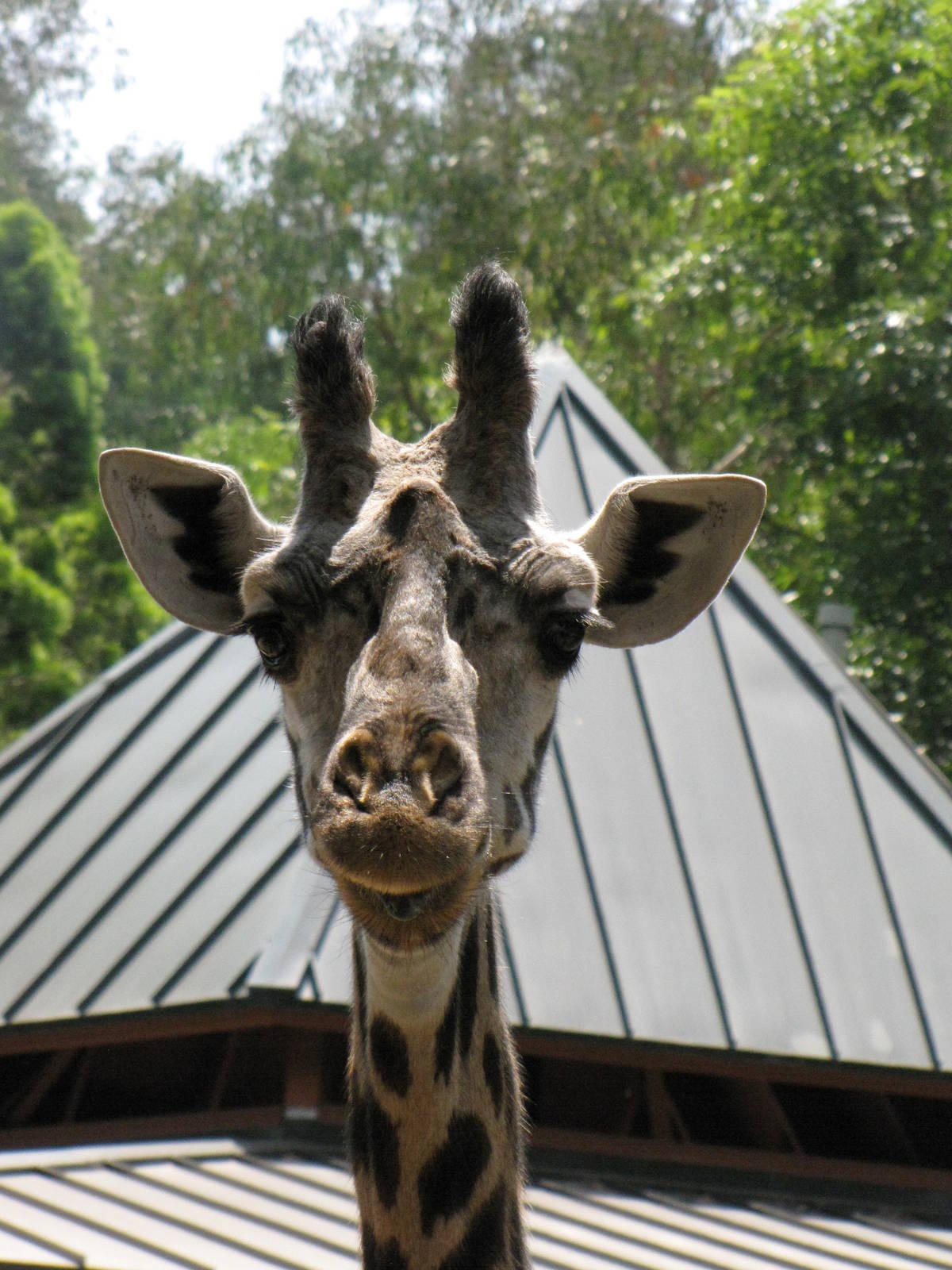 Masai Giraffe