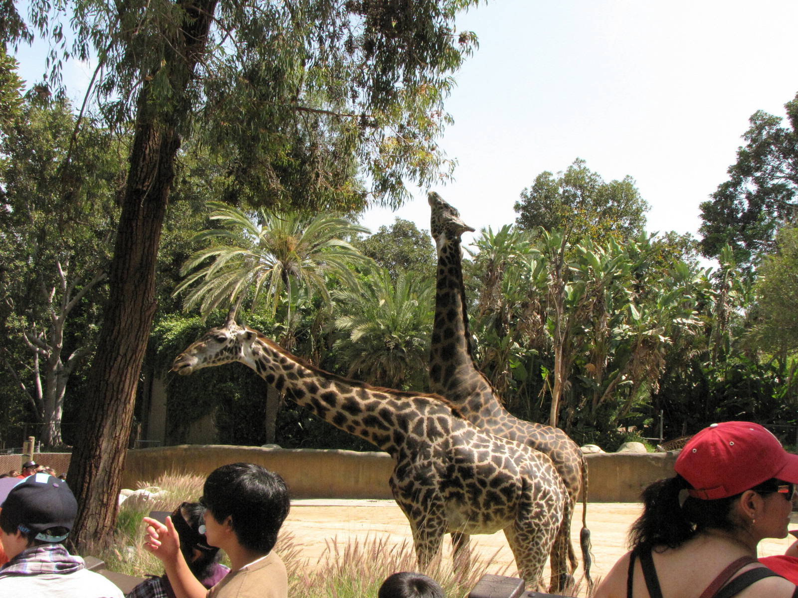 Masai Giraffe
