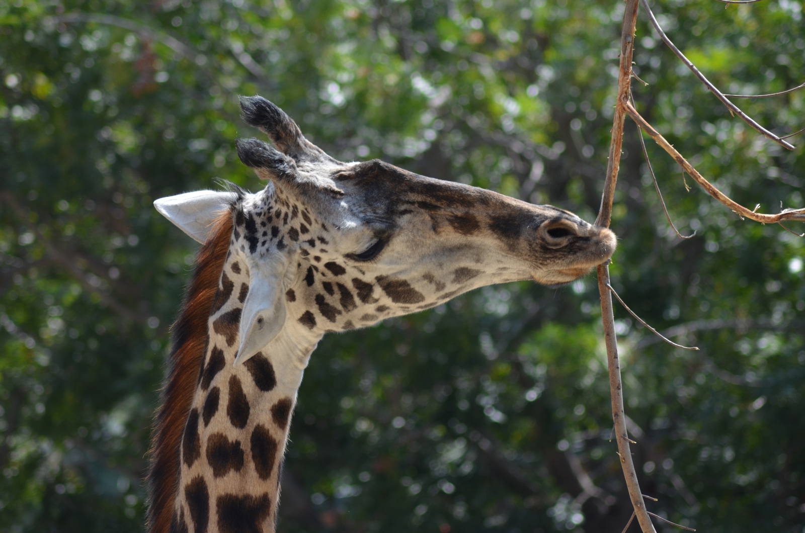 Masai Giraffe