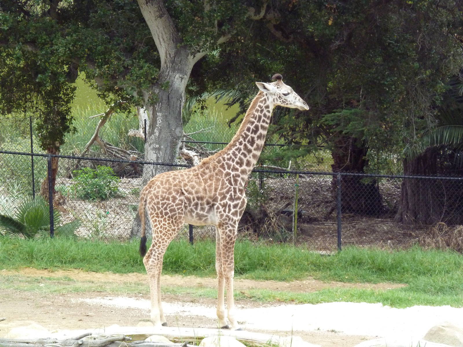 Masai Giraffe