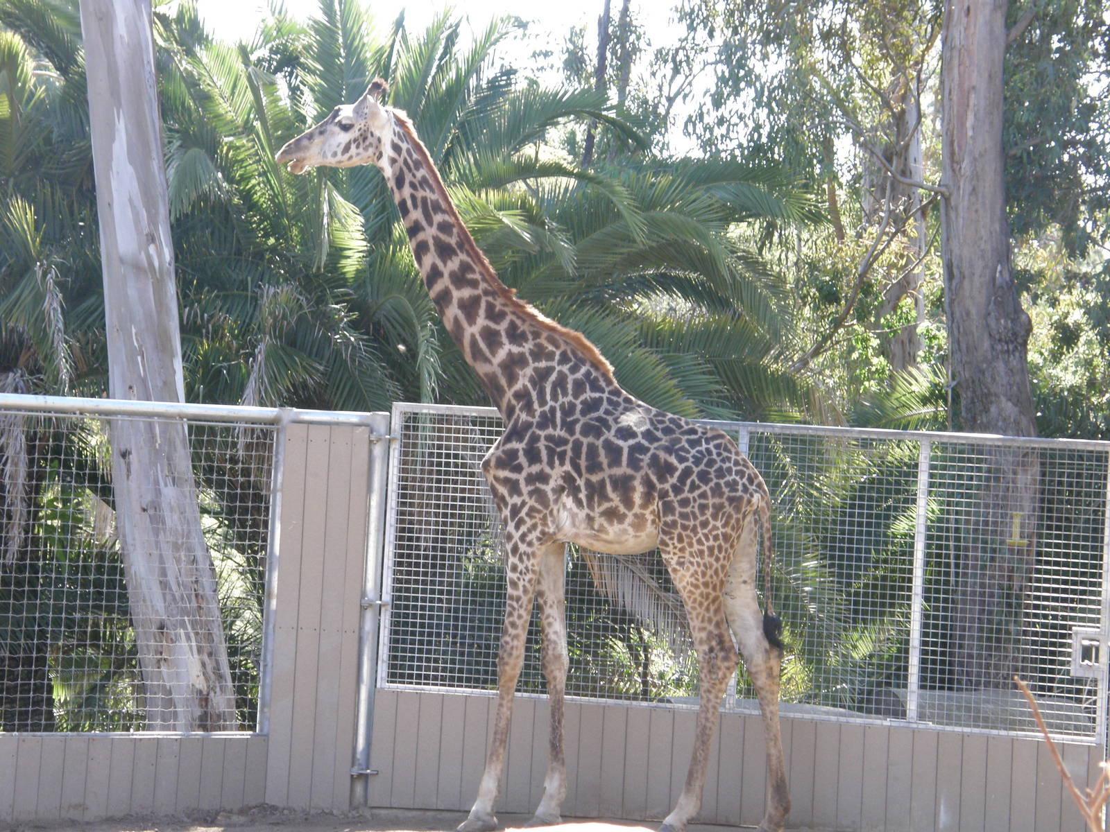 masai giraffe