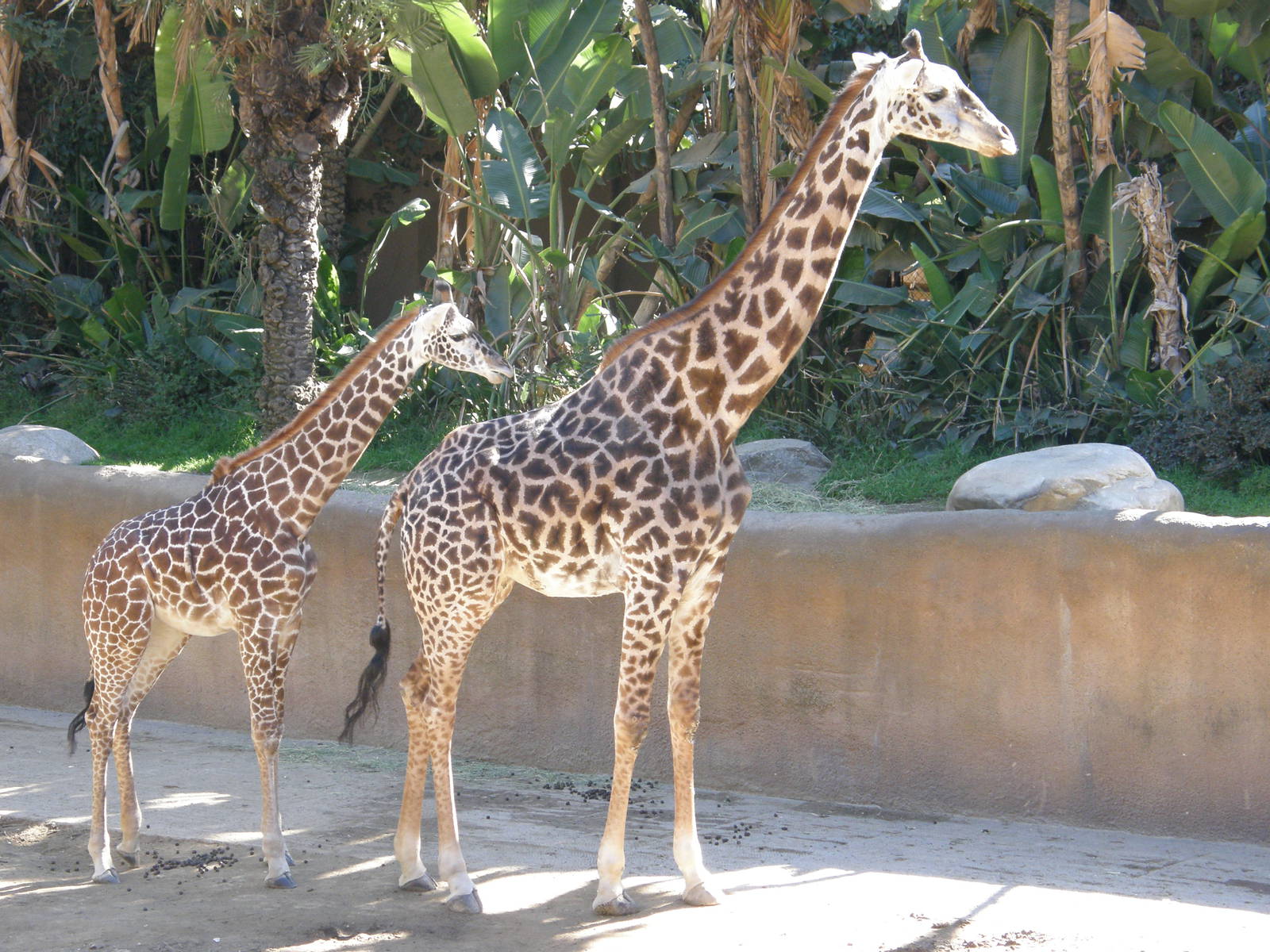 masai giraffe