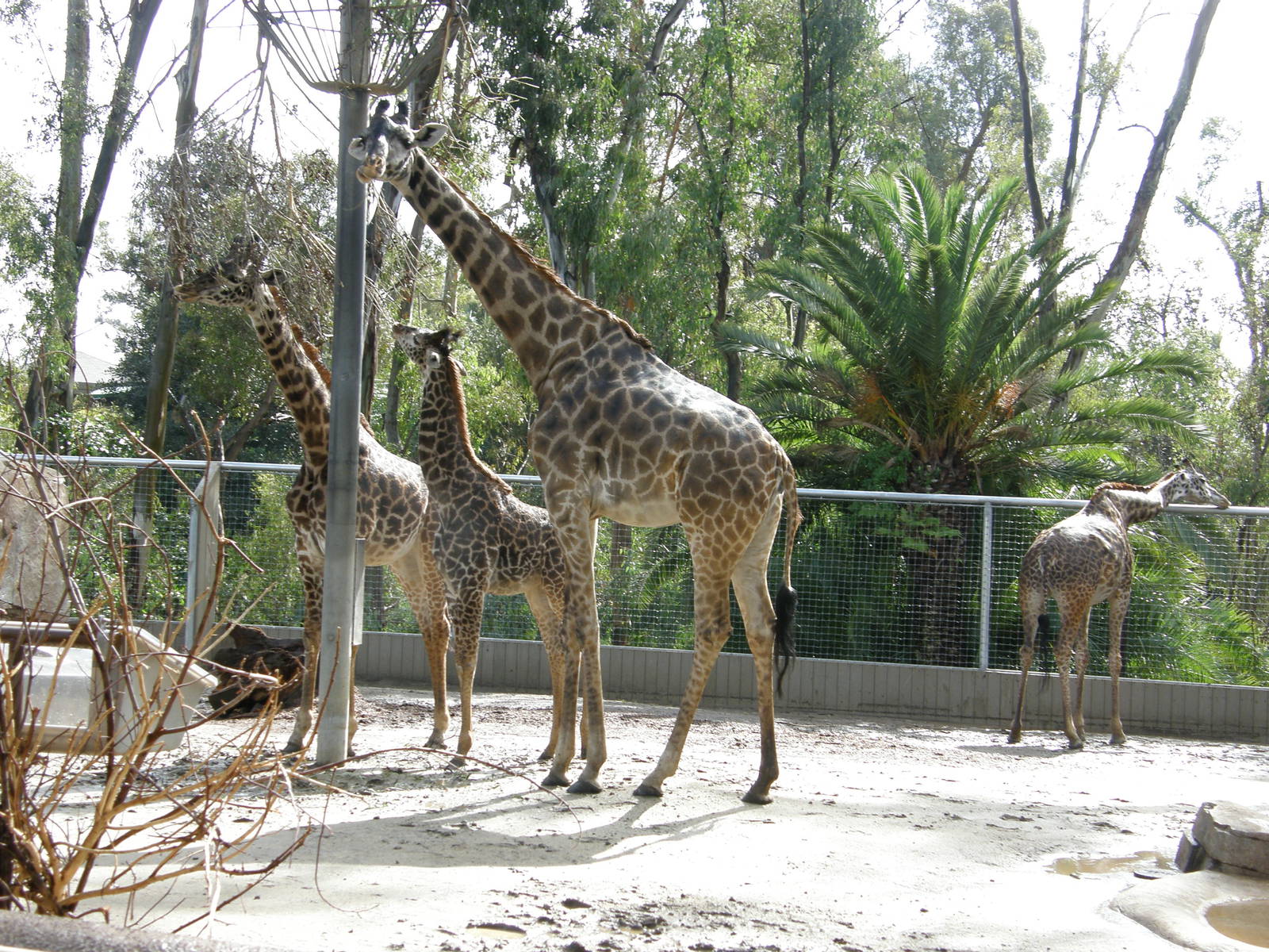 masai giraffe