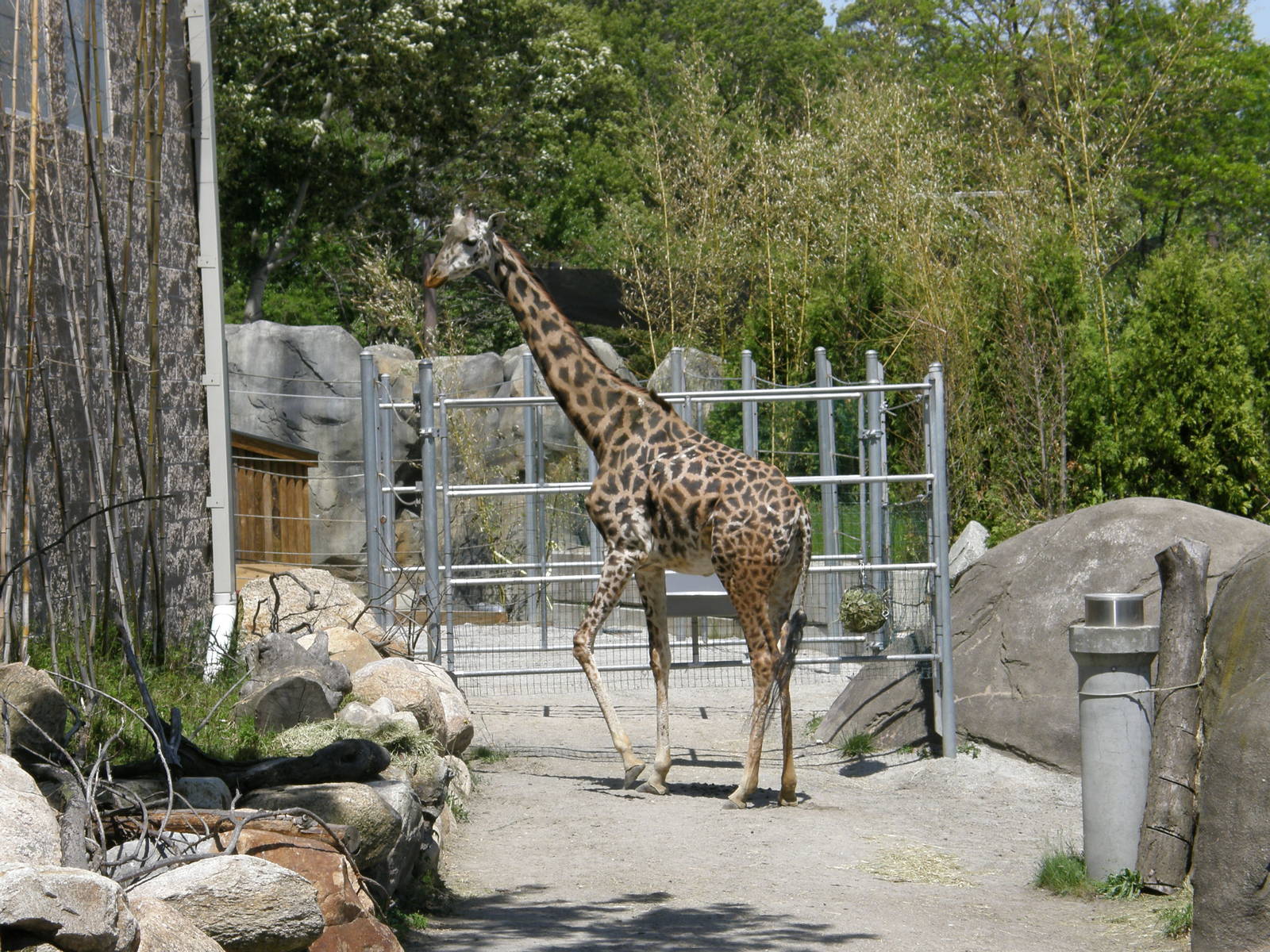 masai giraffe