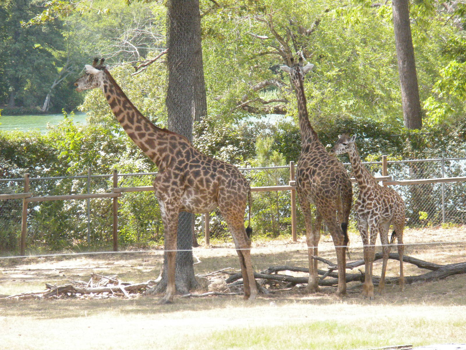 Masai Giraffe