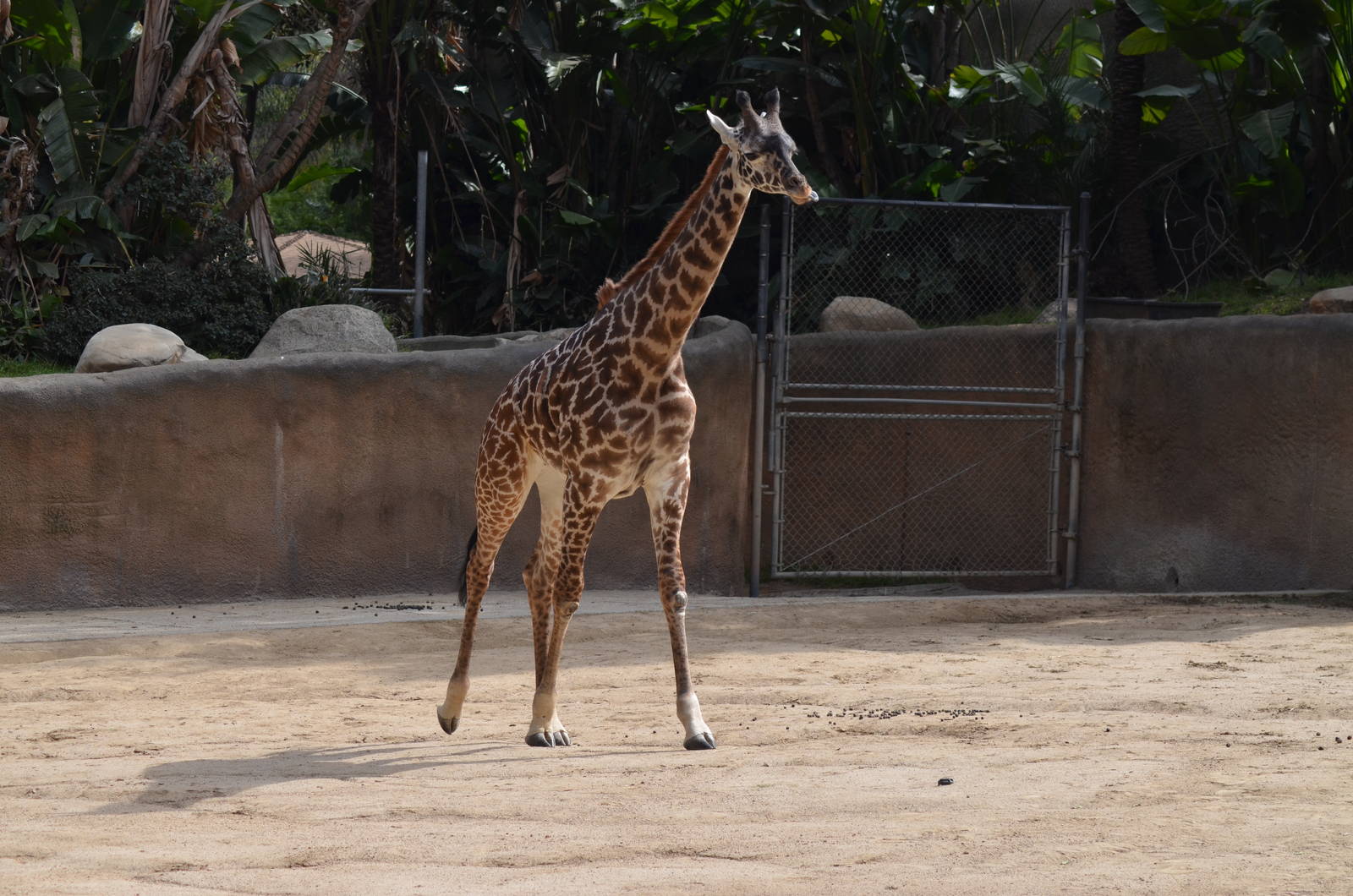 Masai Giraffe