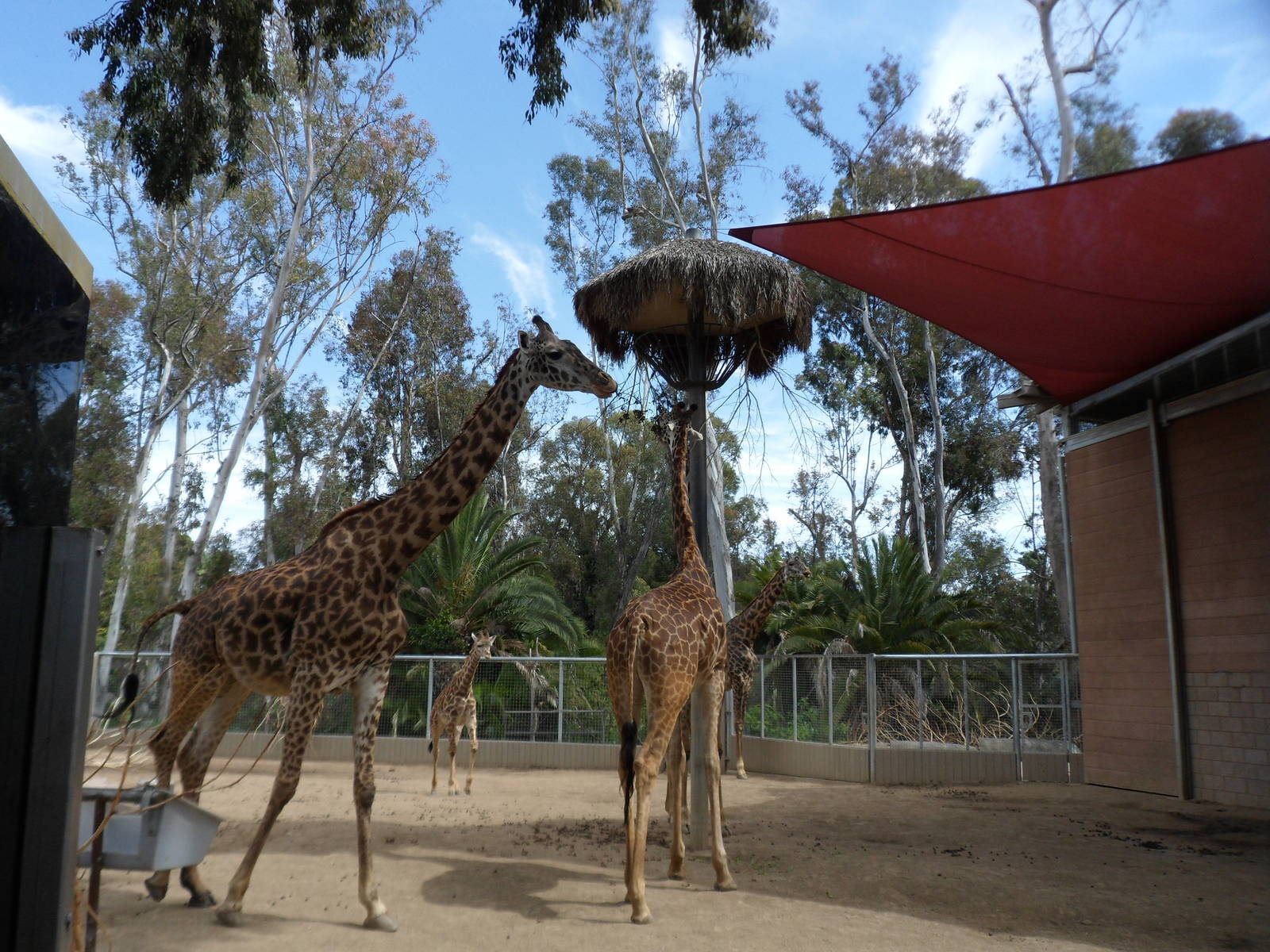 Masai Giraffe