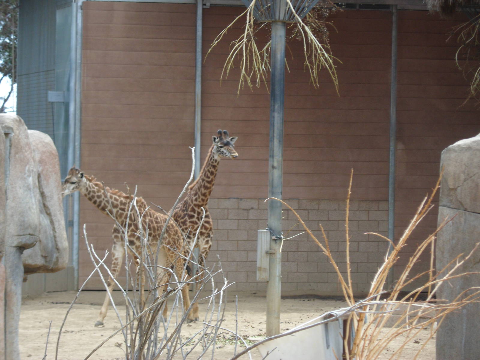 Masai Giraffe